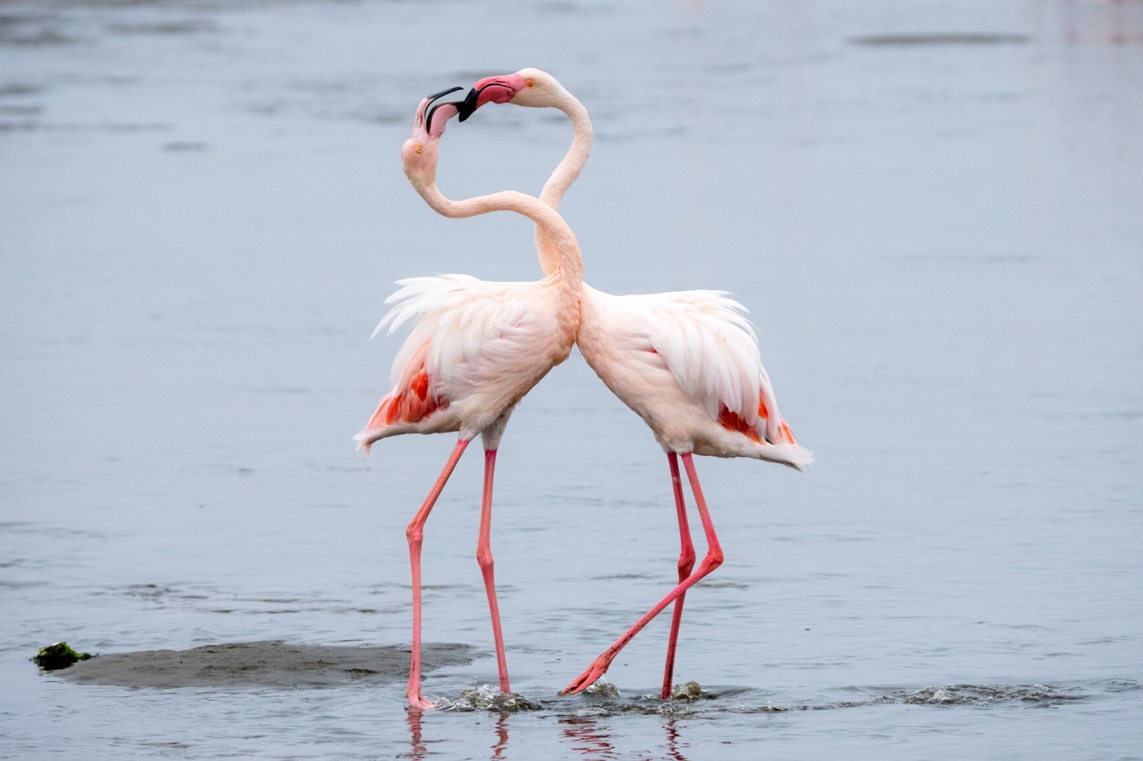 Read more about the article Create memories with safaris