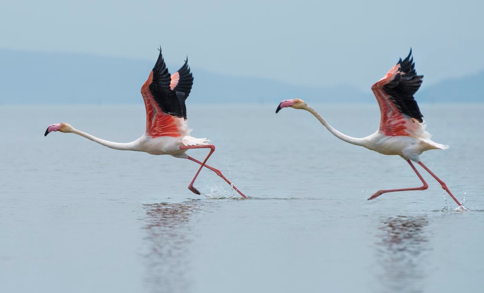 flamingo 3
