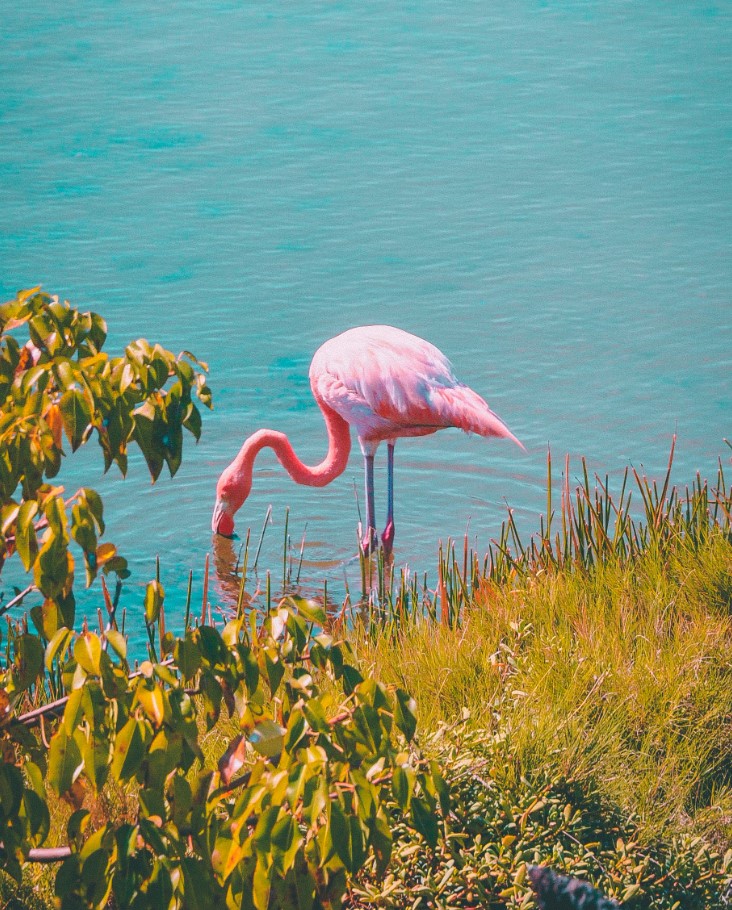 flamingo 4