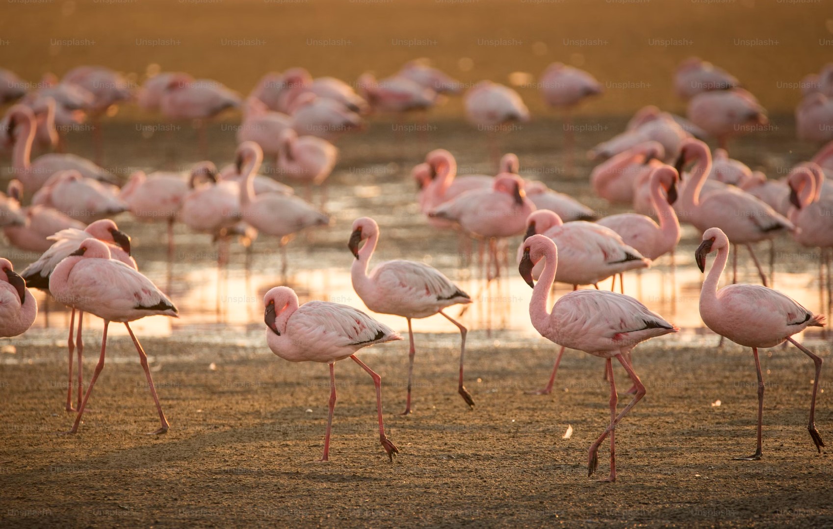 flamingo 5