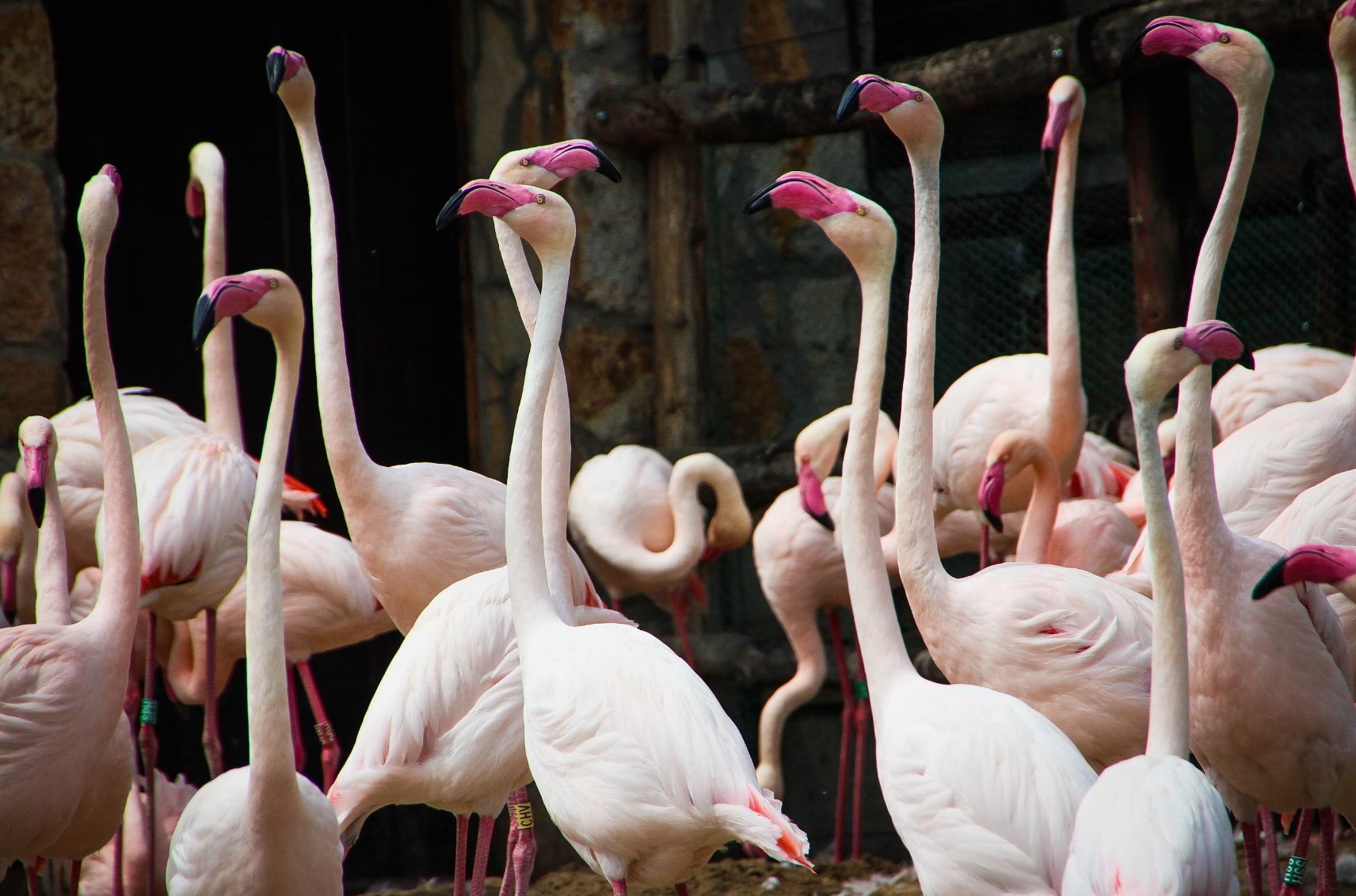 flamingo 6