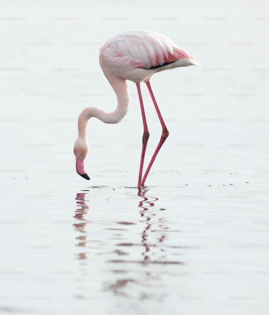 flamingo 9